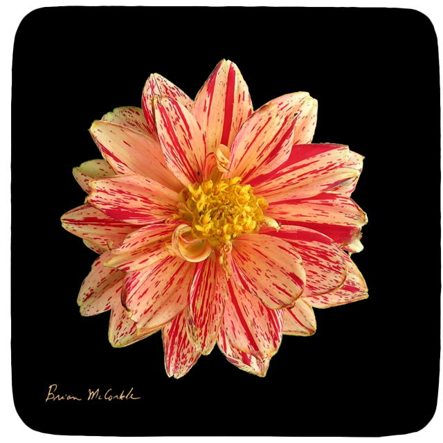 (image for) Hibiscus Orange Black